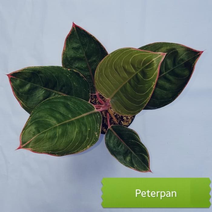 Aglonema Peterpan