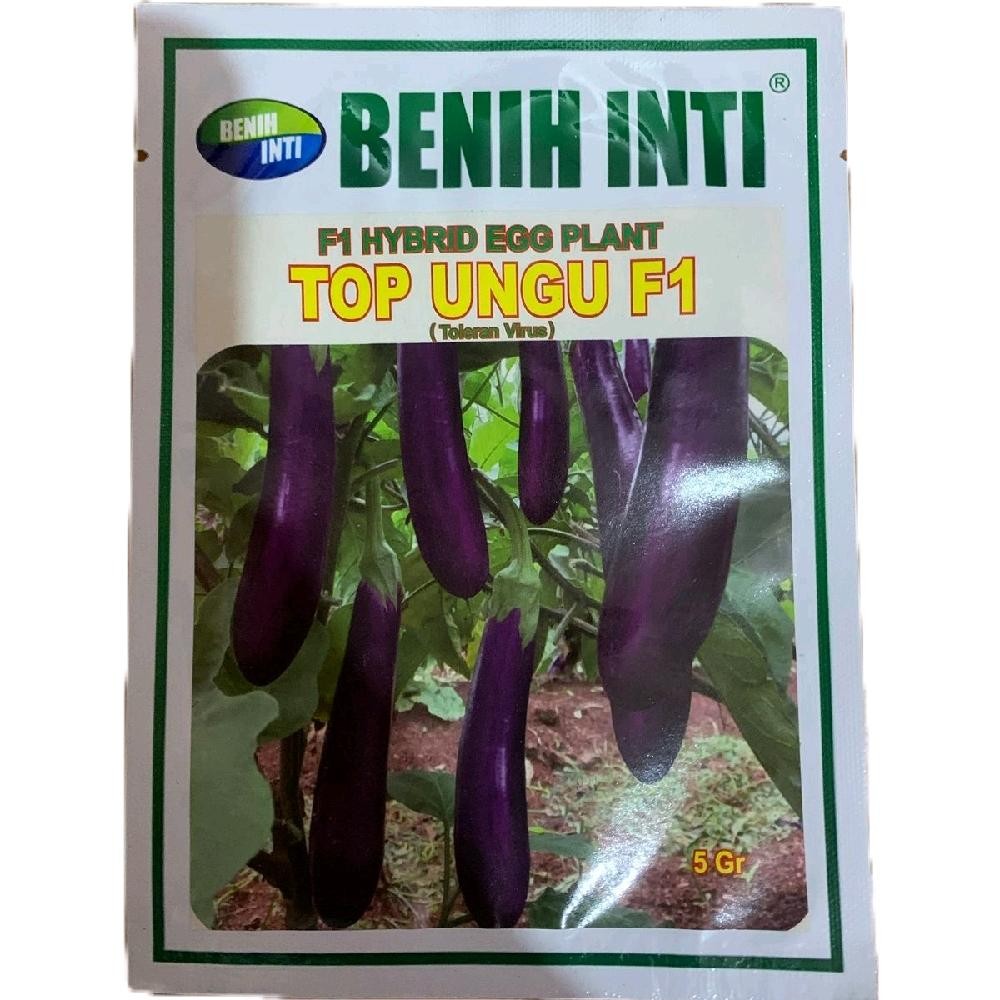 BENIH INTI TOP UNGU F1 ANTI VIRUS Terong Bibit