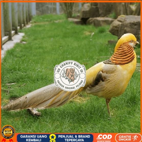 

Telur ayam hias ringneck yellow pheasant fertil asli UD GHANIYY BIBIT ID
