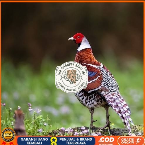 

Telur ayam hias ringneck elliot pheasant fertil bisa ditetaskan UD GHANIYY BIBIT ID