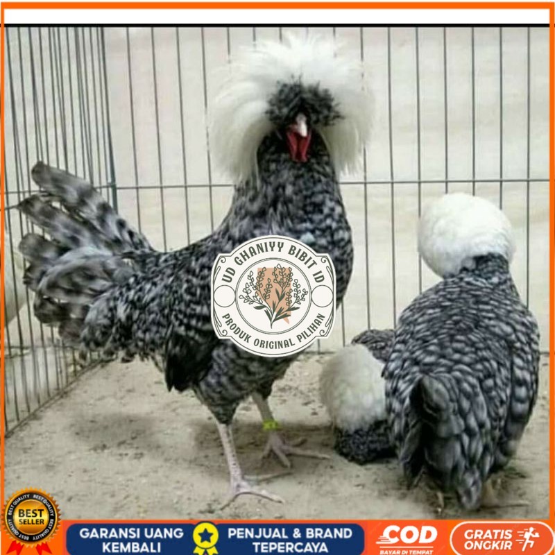 

TELUR AYAM HIAS POLAND BULU WALIK / BULU ORI untuk di tetaskan UD GHANIYY BIBIT ID