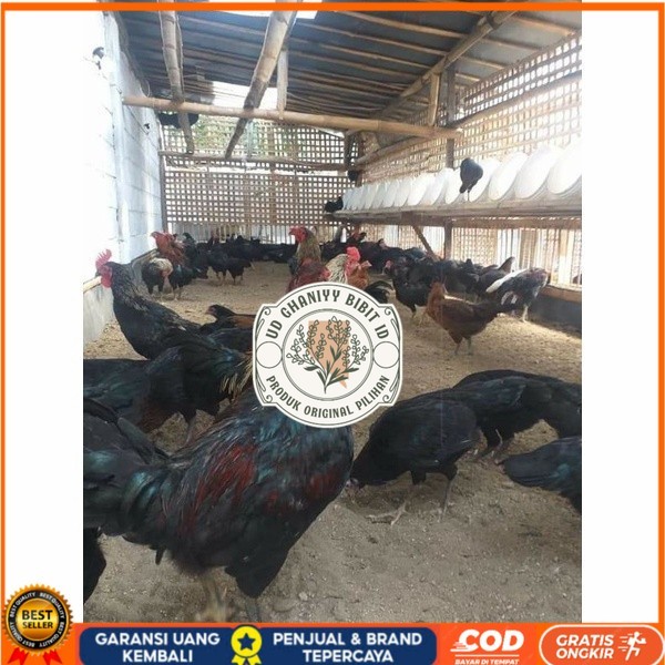 

Telur ayam KUB petelur handal siap ditetaskan - telur ayam kub UD GHANIYY BIBIT ID