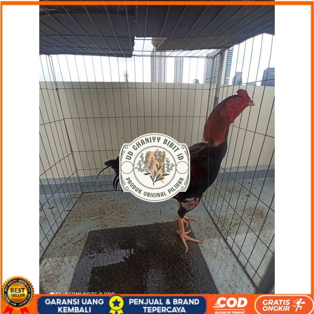 

Telur ayam bangkok shamo taiwan / ayam petarung aduan bisa ditetaskan UD GHANIYY BIBIT ID