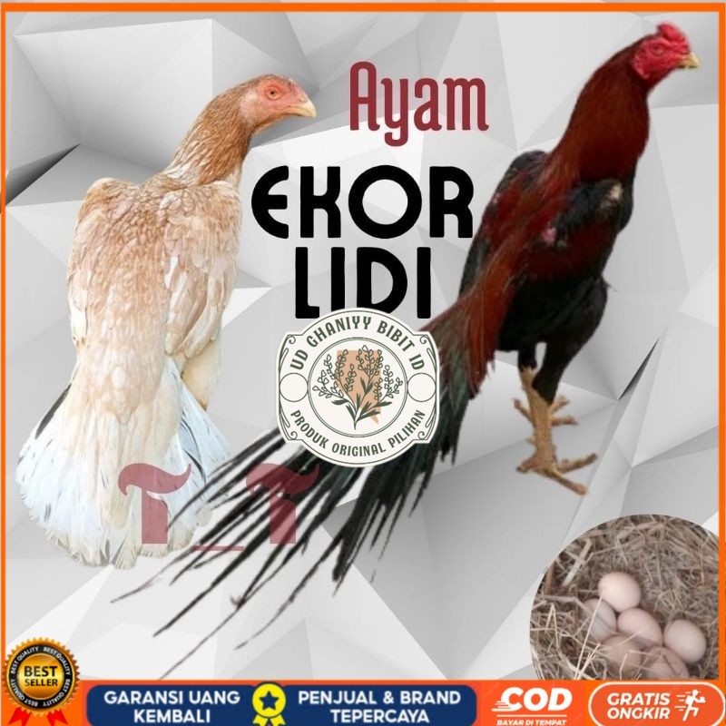 

telur ayam ekor lidi asli original bisa untuk di tetaskan UD GHANIYY FERTIL ID
