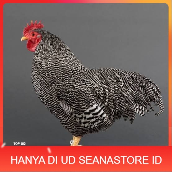 

Telur ayam barred plymouth rock / telur ayam hias fertil siap tetas UD SEANASTORE ID