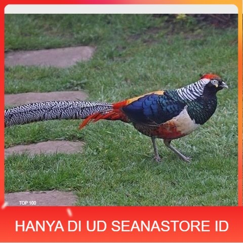 

Telur ayam hias ringneck lady red amherst pheasant fertil asli UD SEANASTORE ID