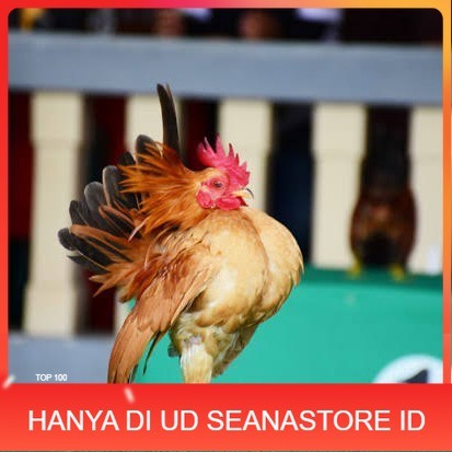 

Telur ayam serama kate lokal telur ayam hias telur fertil siap tetas UD SEANASTORE ID
