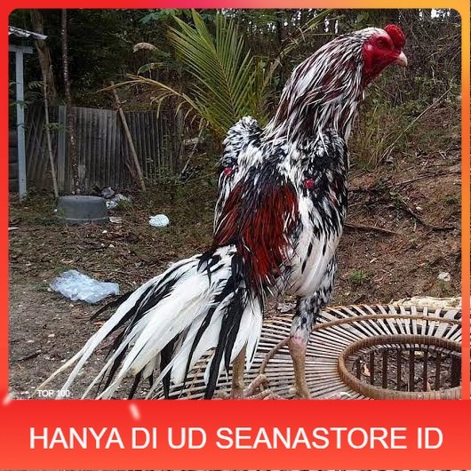 

Telur ayam bangkok ekor lidi / telur ayam hias fertil siap cod UD SEANASTORE ID