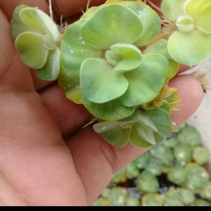 

Extra Herbal Tanaman Kapu-Kapu / Apu Apu Untuk Pijah Guppy