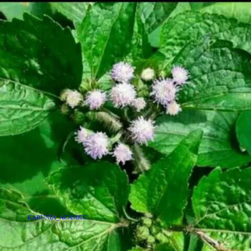 

1kg DAUN BABADOTAN TERMURAH / OBAT HERBAL / DAUN BANDOTAN BADOTAN SEGAR KARUNIA_ALAMKU