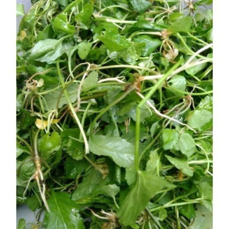 

100gram Daun pegagan / antanan segar obat herbal ( bebas kimia ) DN