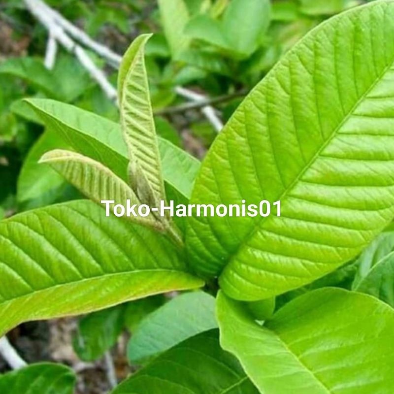 

Daun Jambu / Daun Jambu biji Organik / Segar 250gr YL