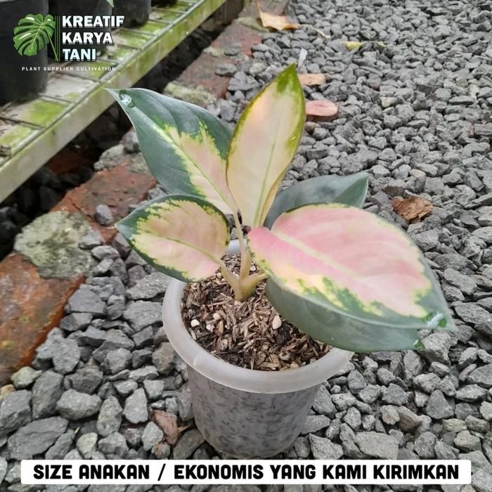 Tanaman hias aglonema kochin cahaya - Aglonema kochin cahaya - ANAKAN