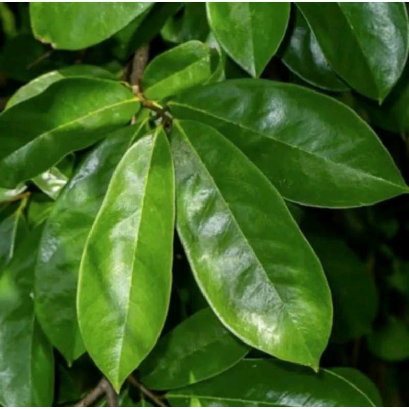 

HERBAL DAUN SIRSAK SEGAR 500GRAM