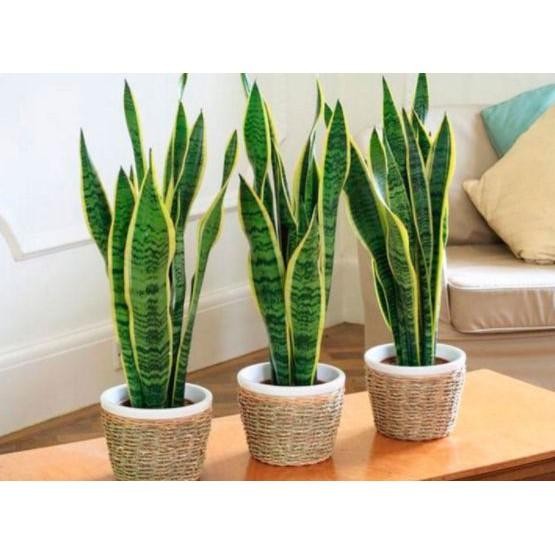 Paket-Tanaman jadi lidah mertua