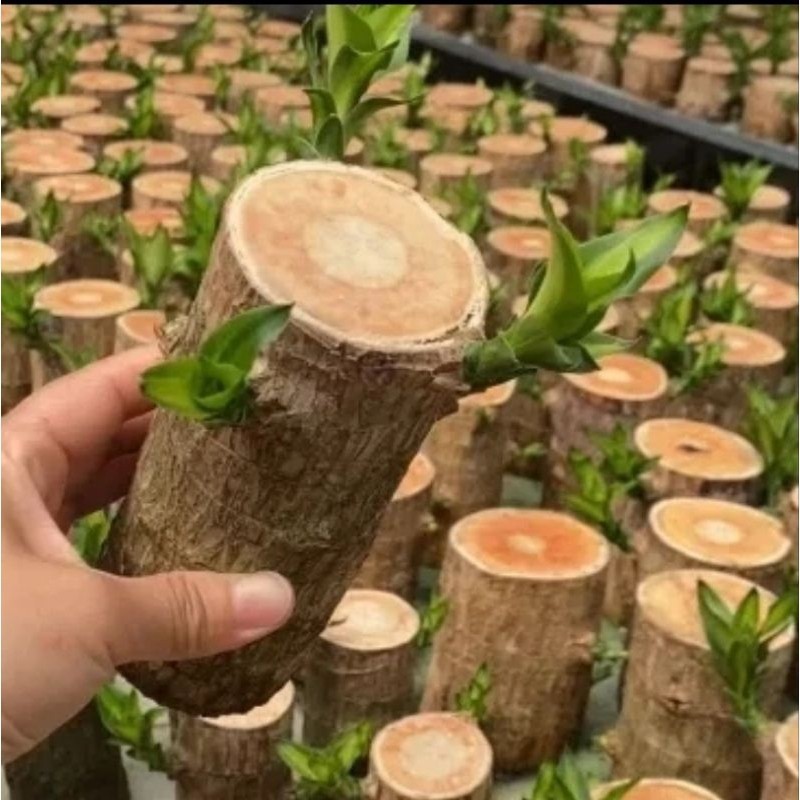 

Stek Pohon Hanjuang Brazilian Wood Hijau - Bahan Bonsai