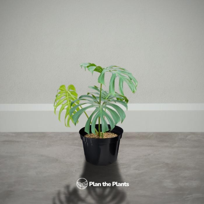 Monstera Deliciosa Brazilian Form