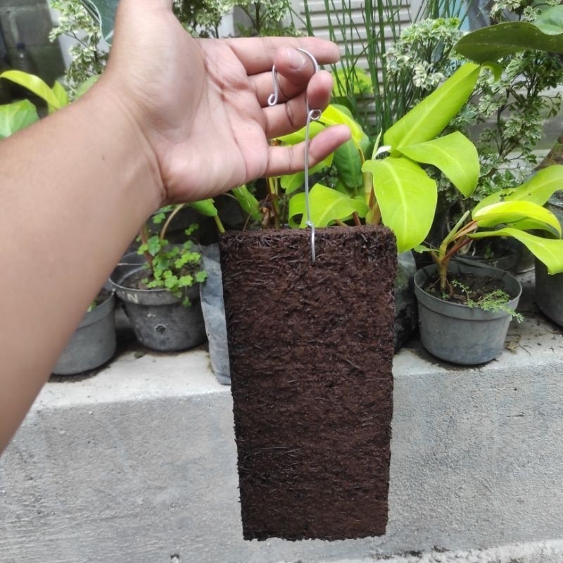 

Media Tanam Anggrek +kawat cantolan/Papan Pakis Media tanam anggrek size 10x20cm/Papan Pakis lempeng siap pakai