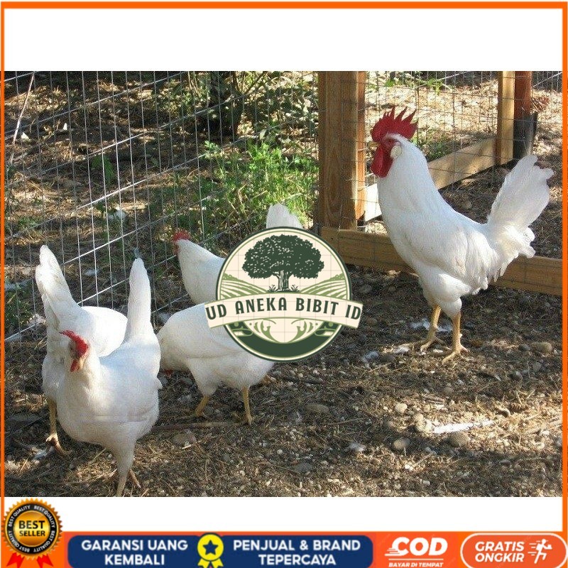 

TELUR AYAM ARAB WHITE UNTUK DI TETASKAN UD ANEKA BIBIT ID