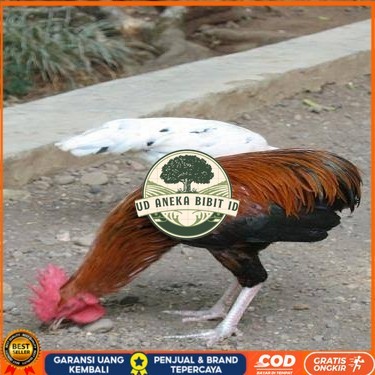 

Telur ayam tukung / telur ayam hias / telur fertil siap ditetaskan UD ANEKA BIBIT ID