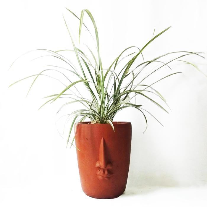 Pot wajah gerabah terakota/terracotta + jaburan (Ophoingon jaburan)