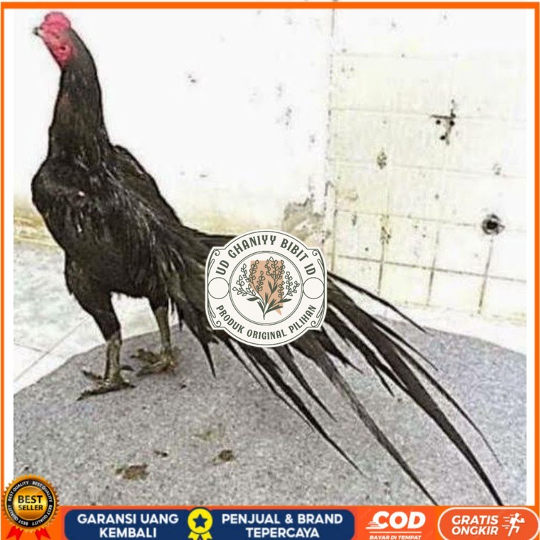 

TELUR AYAM MANGON GESIT TANGGUH UNTUK DI TETASKAN UD GHANIYY BIBIT ID