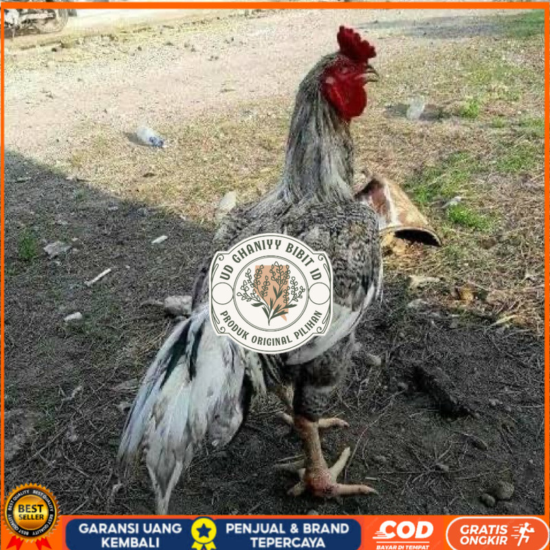 

TELUR FERTIL AYAM GORILA F1 UNTUK DITETASKAN UD GHANIYY BIBIT ID