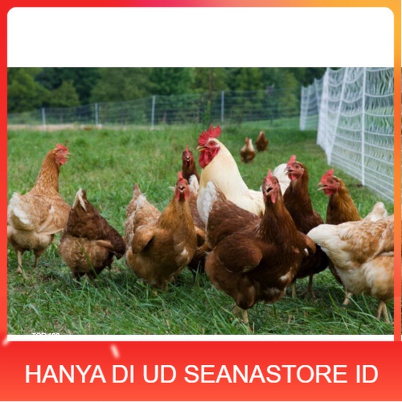 

TELUR AYAM RAS PETELUR TANGGUH UNTUK DI TETASKAN UD SEANASTORE ID