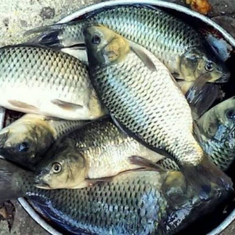 

Ikan Mas Segar 1kg Bandung (Sudah bersih)(ikan hidup) sesuai permintaan