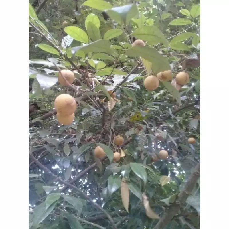 

Promo BUAH PALA MUDA SEGAR 1KG LANGSUNG DI PETIK/TERMURAH COD ready stok