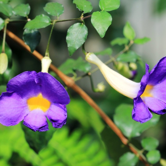 Tanaman bunga Thunbergia Electra Bunga unggu