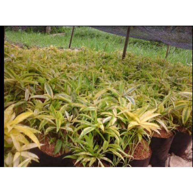 Tanaman Bambu Dracena kuning / bambu dracena Jepang