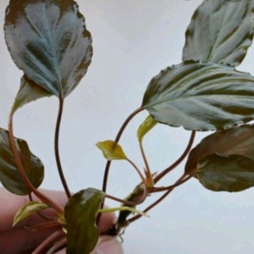 tanaman hias aquascape aquarium anubilis RED HOMALOMENA SP RED