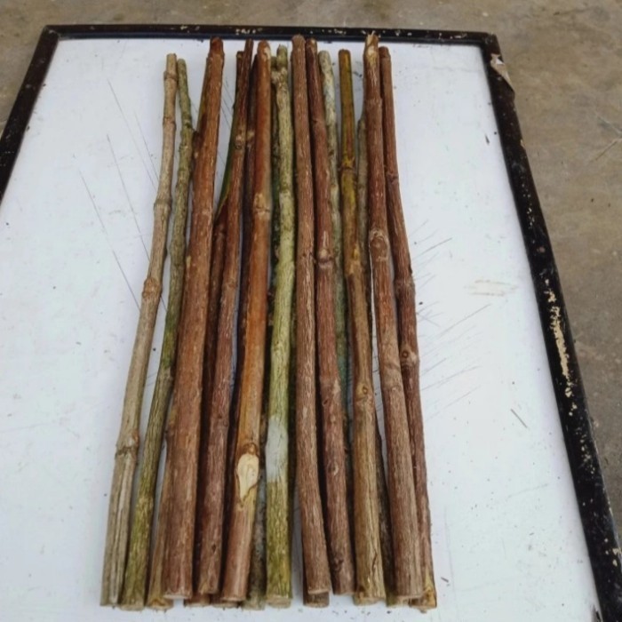 

Ranting pohon kopi tangkringan burung 1 batang 50 cm