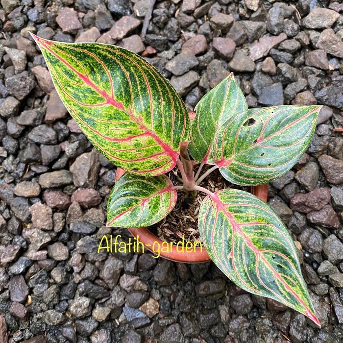 aglonema huges merah