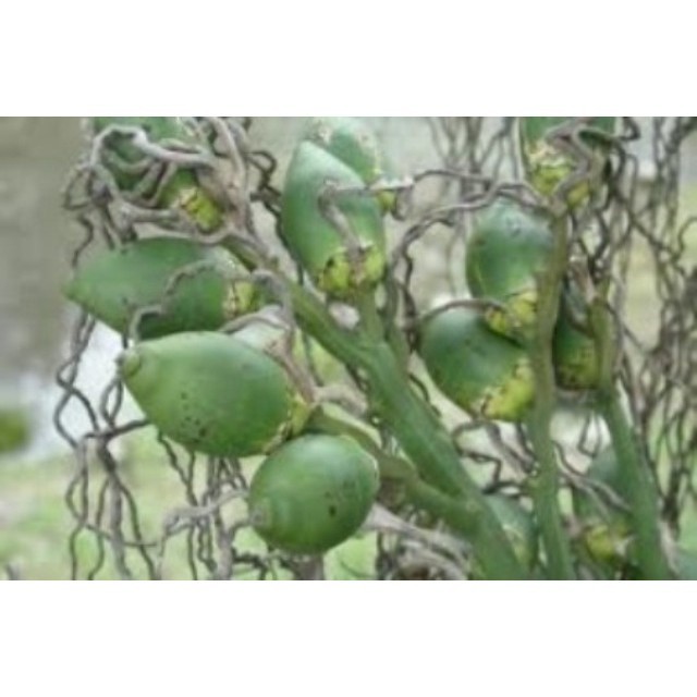 

Buah Pinang Jambe (untuk perkasa) Obat Herbal Segar #terlaris