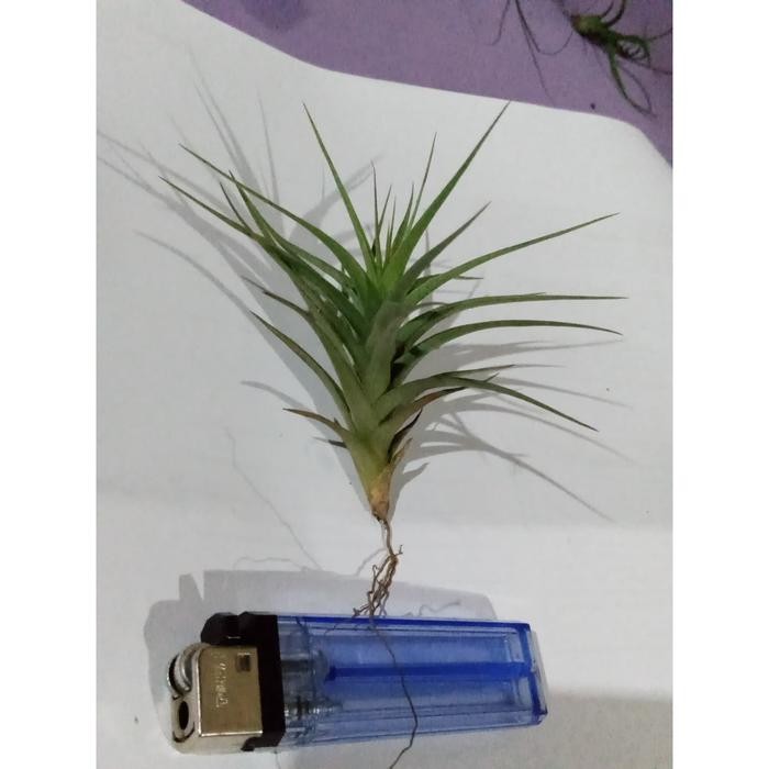 Jual Tillandsia Bergeri