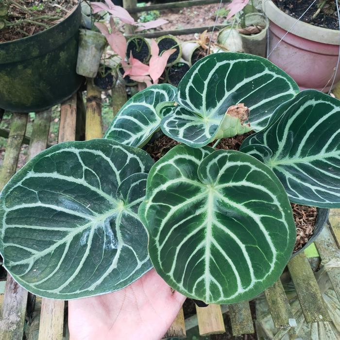 anthurium dorayaki mangkok ori