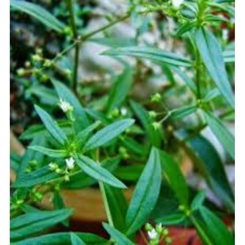 

Rumput Mutiara 100 gram - Shui Xian Ciao Segar-Herbal kanker fresh Saung_herbalco