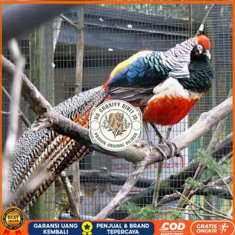 

Telur ayam hias ringneck lady red amherst pheasant fertil untuk tetas UD GHANIYY BIBIT ID