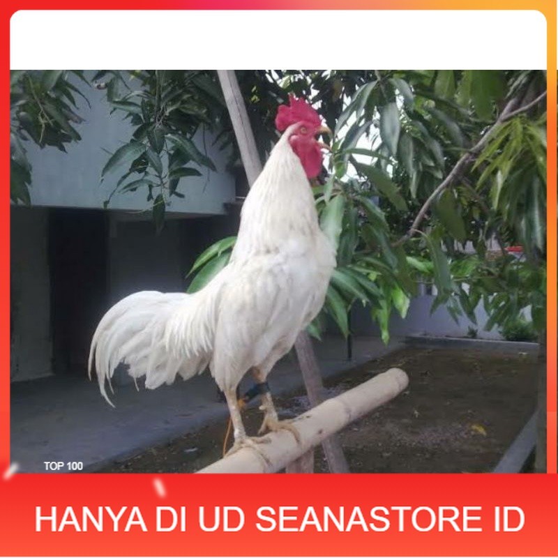 

TELUR AYAM KETAWA DANGDUT GRETEK SLOW UNTUK DI TETASKAN UD SEANASTORE ID
