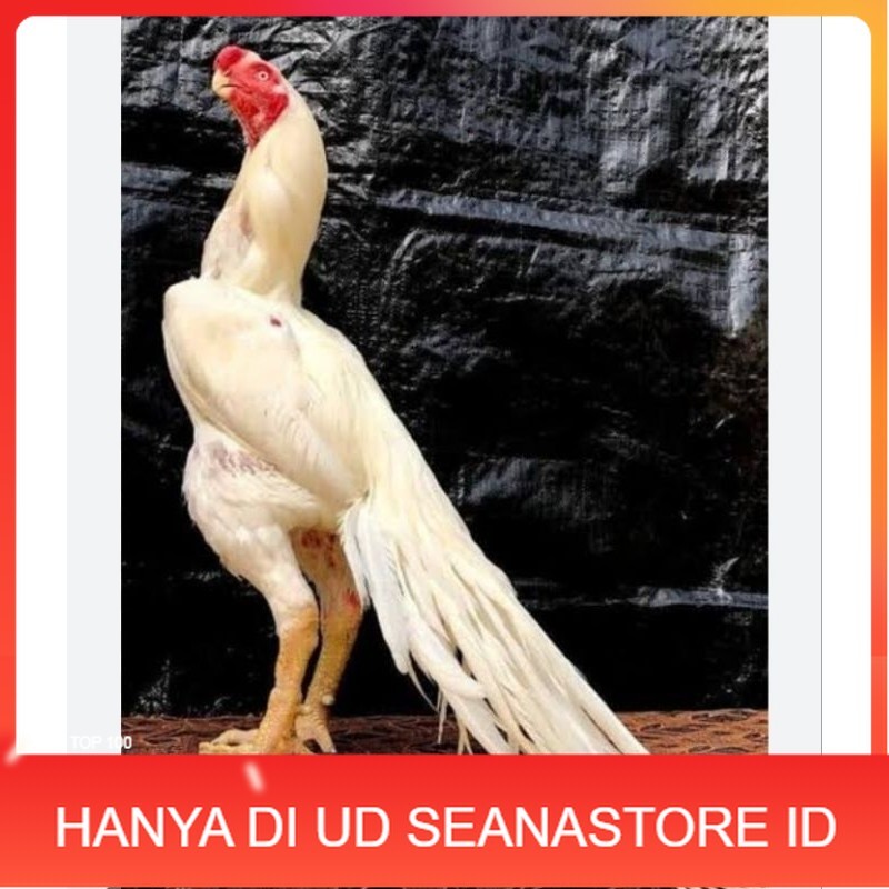 

TELUR AYAM HIAS ASEEL ORI UNTUK DI TETASKAN UD SEANASTORE ID