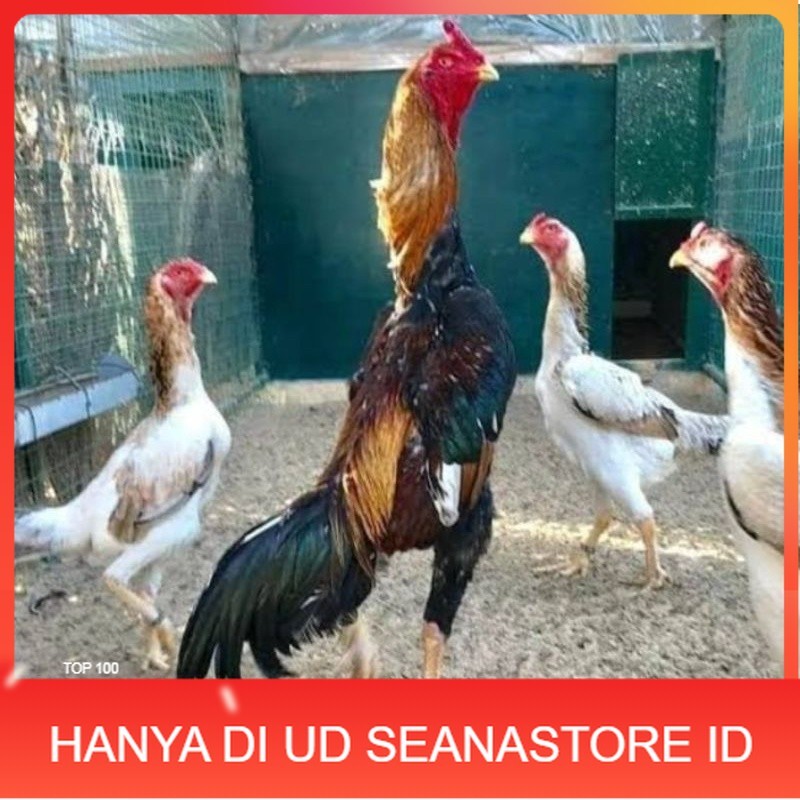 

TELUR AYAM SHAMO EROPA PURE LINE UNTUK DI TETASKAN UD SEANASTORE ID