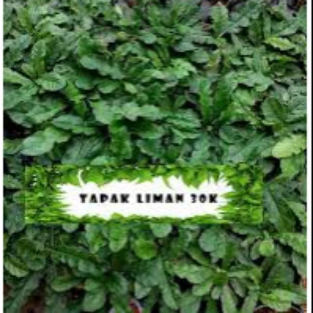 

Termurah Daun tapak liman segar 1kg tapakliman organik