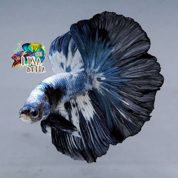 Hiasan soliter ikan cupang halfmoon size medium jantan - XL kebutuhan aquarium