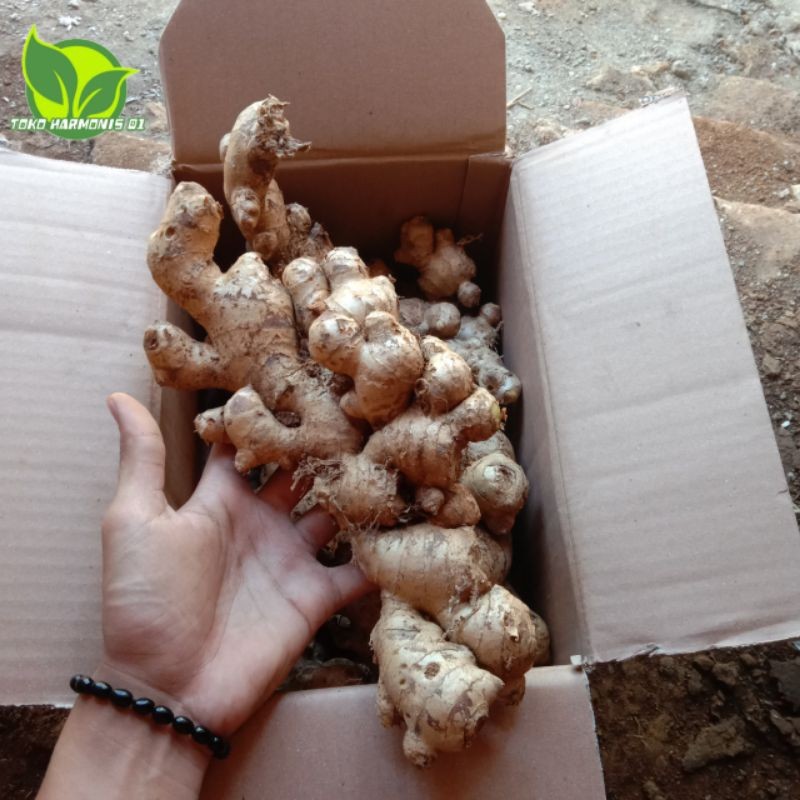 

COD promo jahe putih segar/jahe Gajah 500 Gram AF