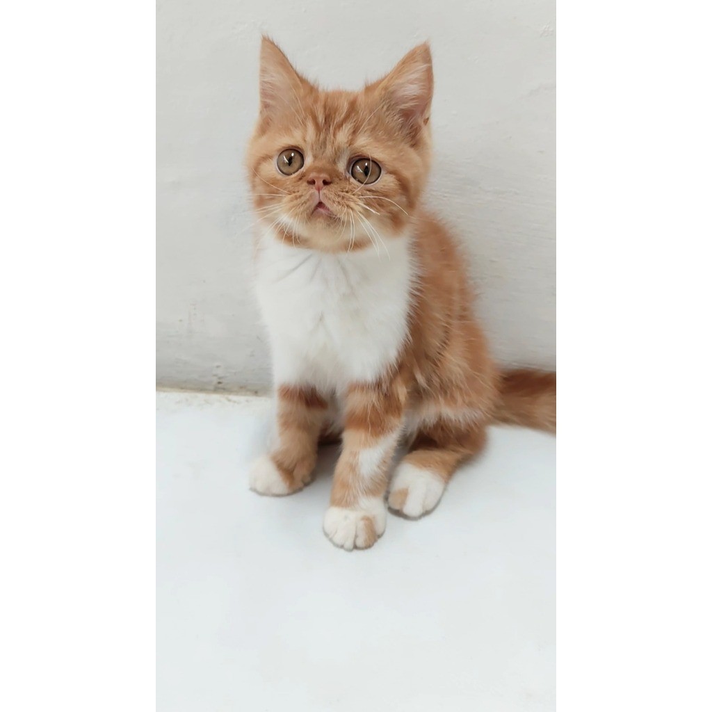 Adopsi Anak Kucing BSH Mix EXO
