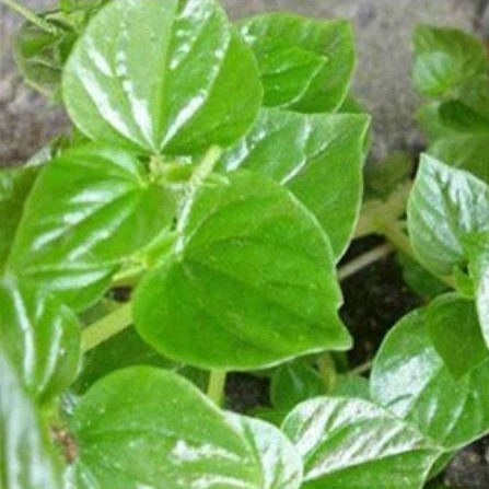 

50 GRAM DAUN SIRIH CINA TUMPANG AIR SIAP KIRIM