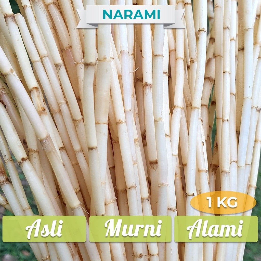 

Akar Alang Alang Segar