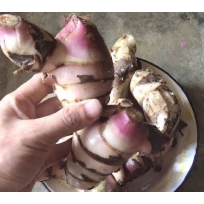 

UBI GANYONG TOMBO SENEB 1kg